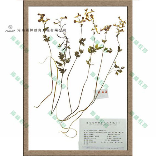 广东紫堇科腊叶标本