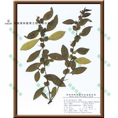 广东皱皮木瓜腊叶标本