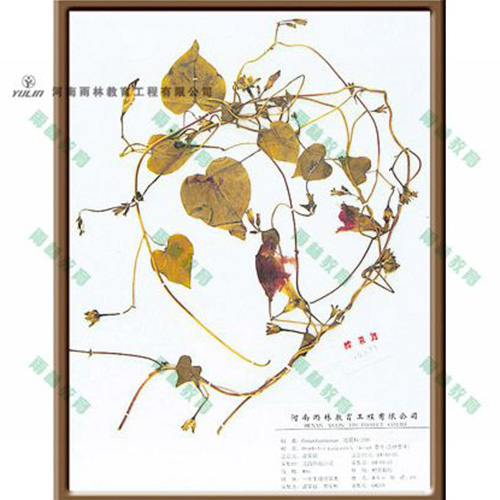 广东圆叶牵牛标本