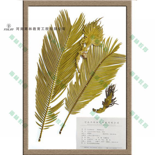 广东苏铁科植物标本