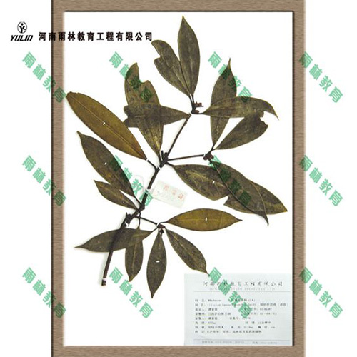 广东八角茴香科