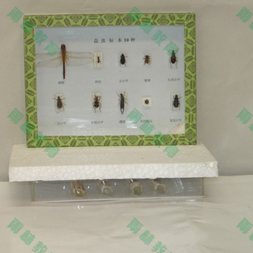 广东益虫标本