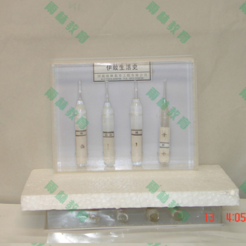 广东害虫标本25种