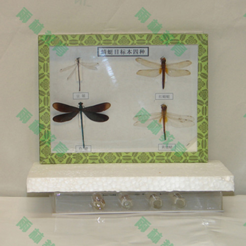 广东常见昆虫100种