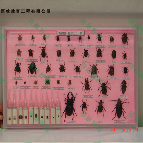 广东鞘翅目科昆虫