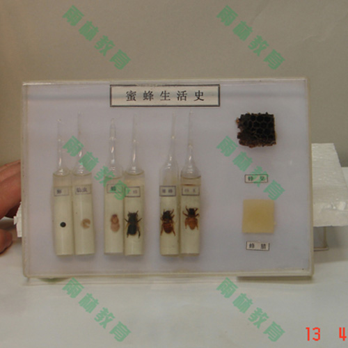 广东昆虫生活史标本