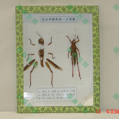 广东同翅目科昆虫