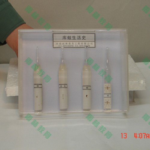 广东膜翅目科昆虫