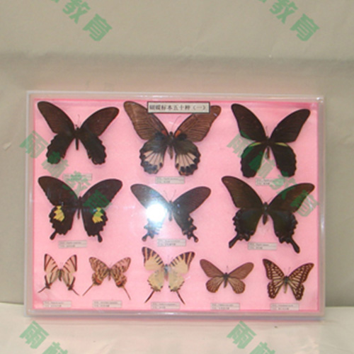 广东中国蝴蝶100种