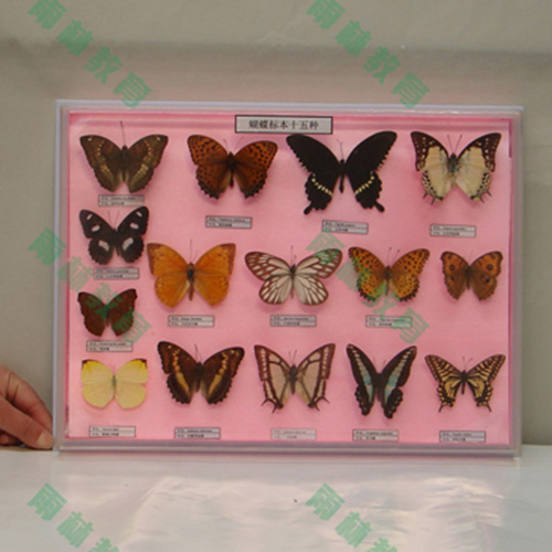 广东昆虫足类标本