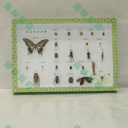 广东农业昆虫标本
