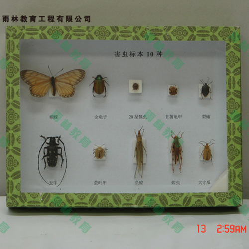 广东园林害虫昆虫标本