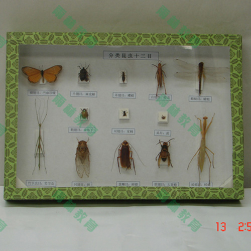 广东昆虫分类标本