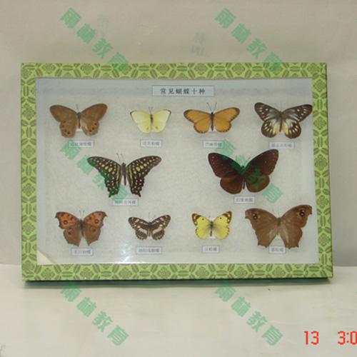 广东进口昆虫100种