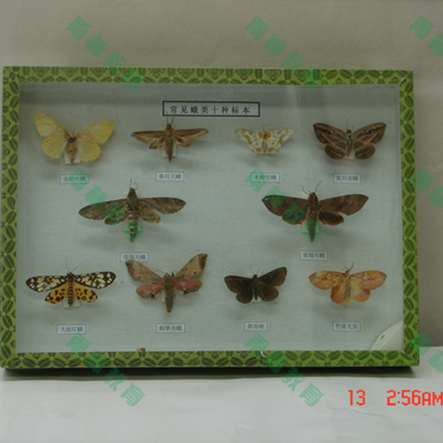 广东常见昆虫套装标本