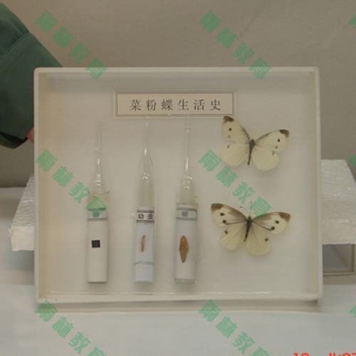 广东昆虫口器标本