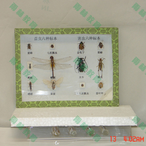 广东害虫标本