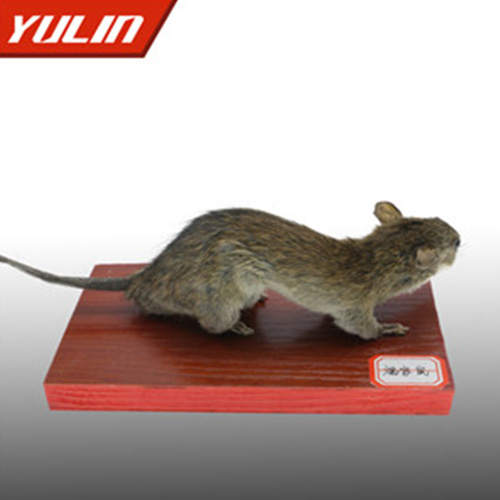 广东褐家鼠标本