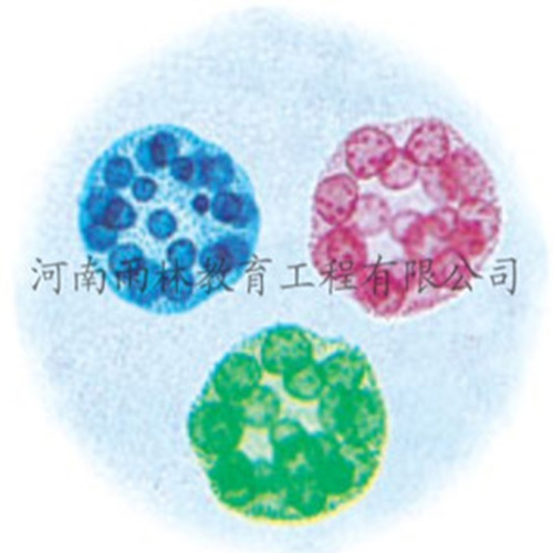 广东运动系统塑化标本