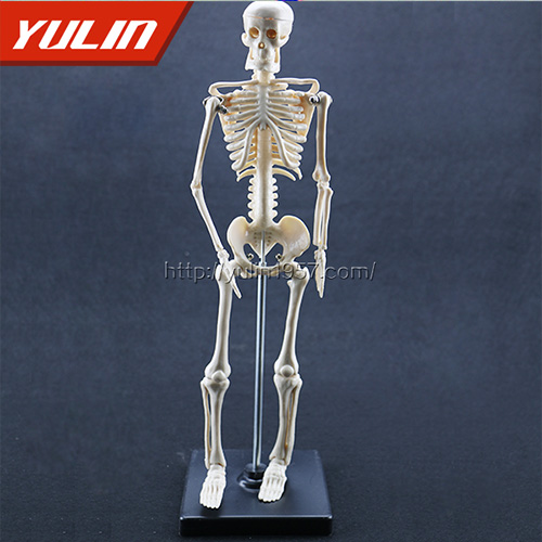 广东女性全身骨骼模型