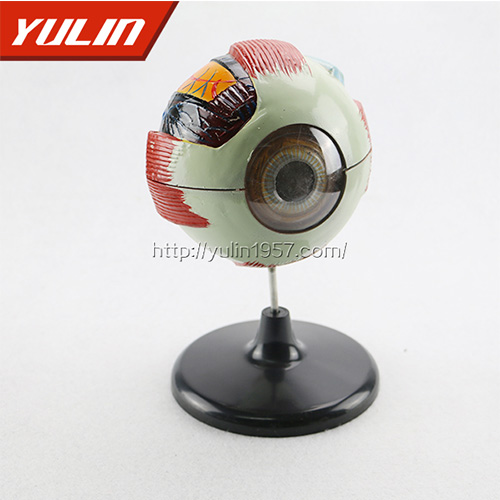 广东眼球解剖模型