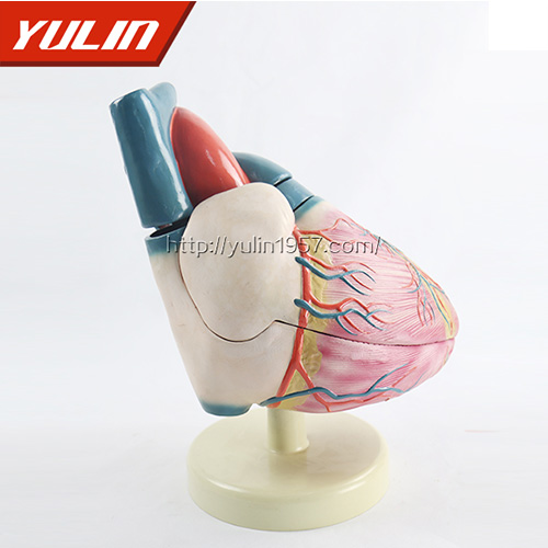 广东人体心脏复苏模型