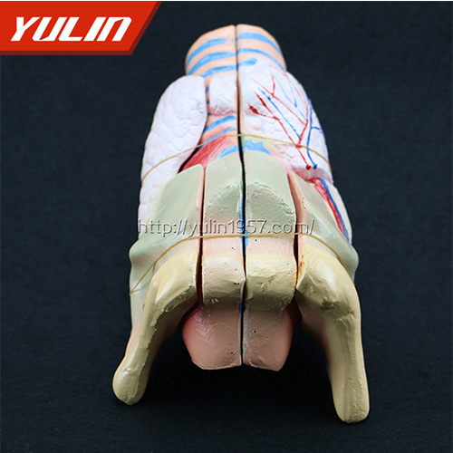 广东标准全口牙模型