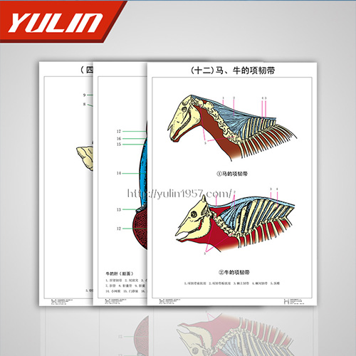 广东家畜解剖学挂图