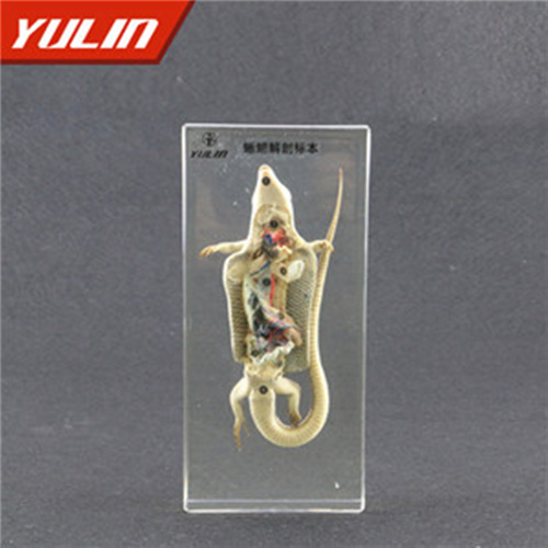 广东蜥蜴解剖包埋标本