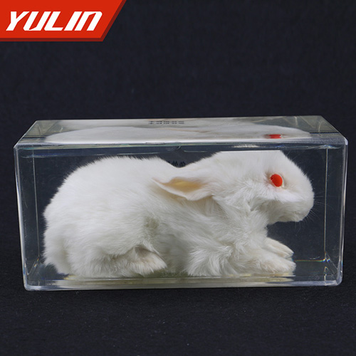 广东兔外形包埋标本