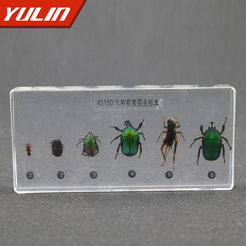 广东有害昆虫包埋标本