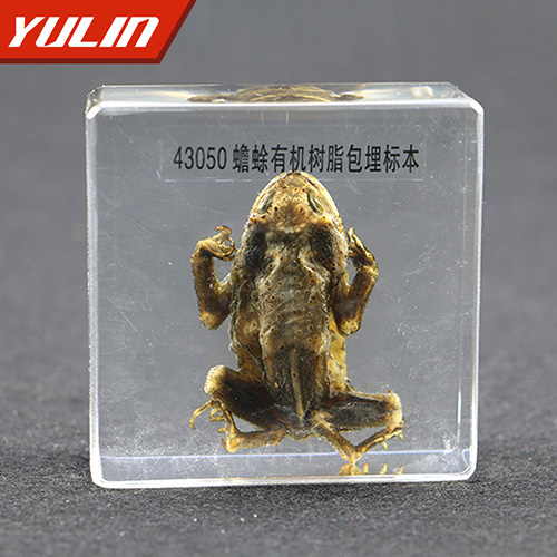 广东蟾蜍包埋标本