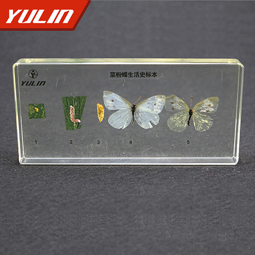 广东菜粉蝶生活史包埋标本