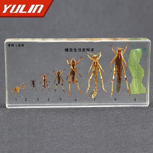 广东蝗虫生活史包埋标本