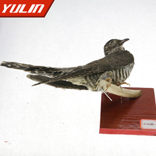 广东大杜鹃标本