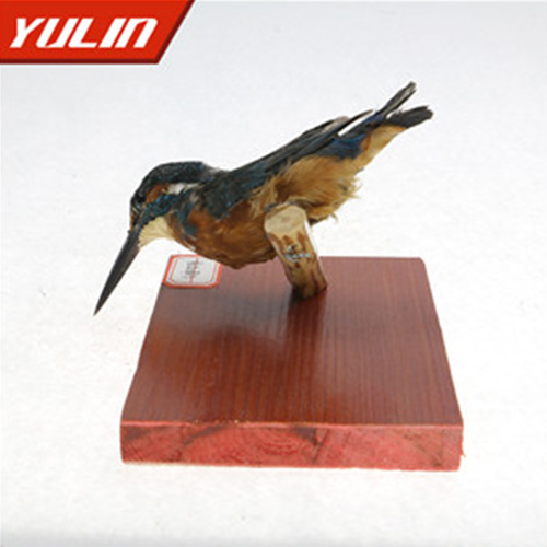 广东普通翠鸟标本