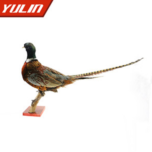 广东环颈雉雄标本
