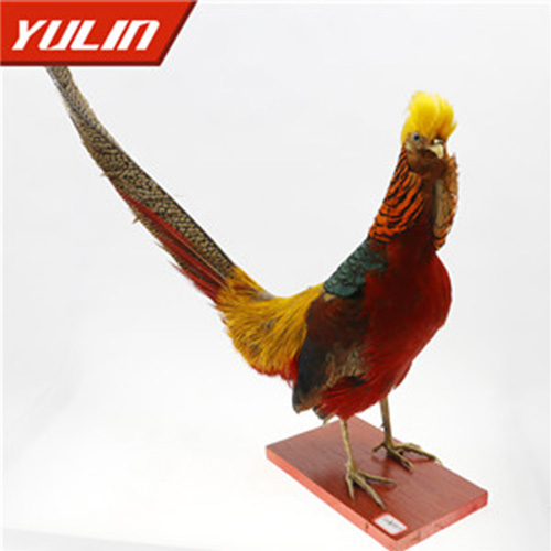 广东红腹锦鸡标本