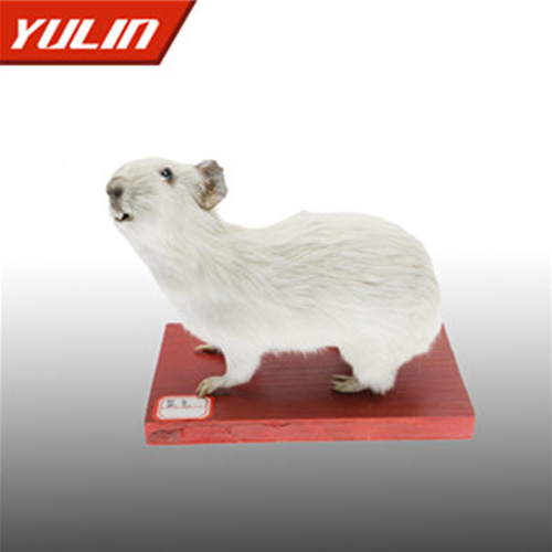 广东鼠兔标本