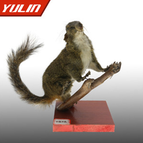 广东红腹松鼠标本