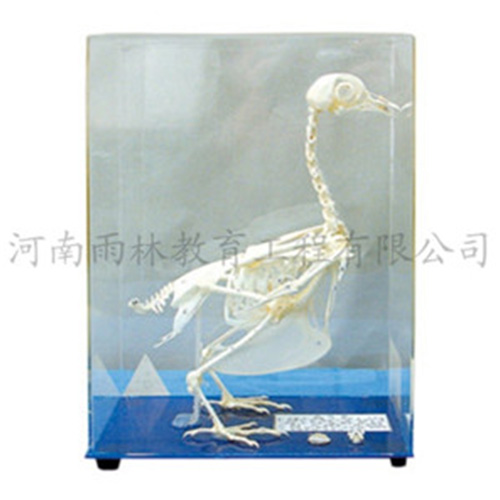 广东鸽骨骼标本