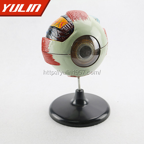 广东眼球解剖模型