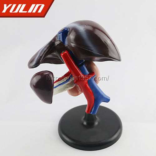 广东肝、十二指肠、胰脏模型