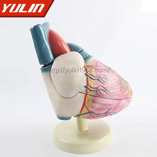 广东心脏解剖模型