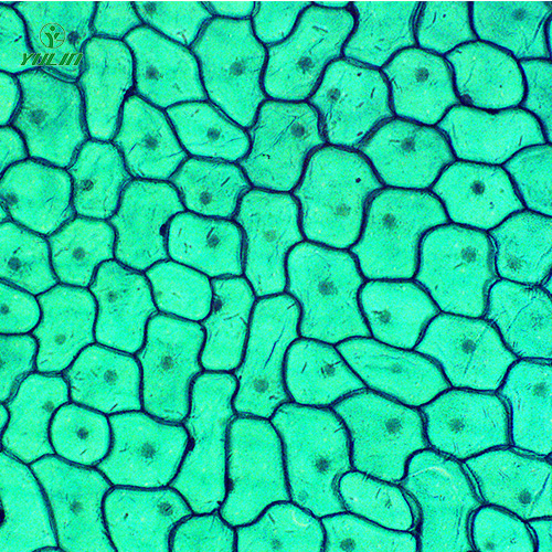 广东植物生物学细胞及组织生物玻片
