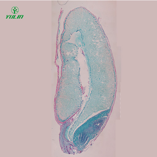 广东植物生物学种子类生物玻片