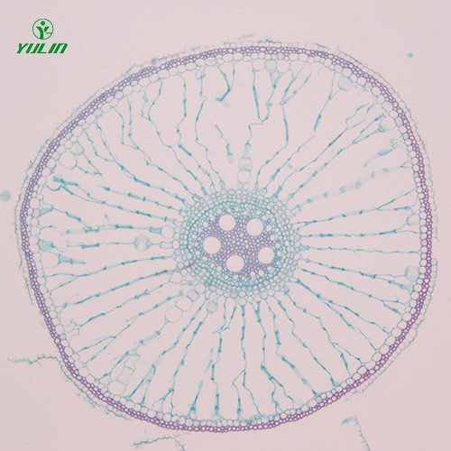 广东植物生物学根及根的变态生物玻片