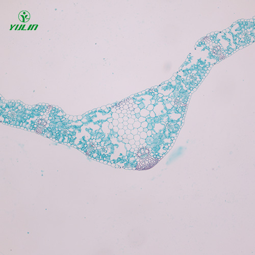 广东植物生物学叶及叶的变态生物玻片