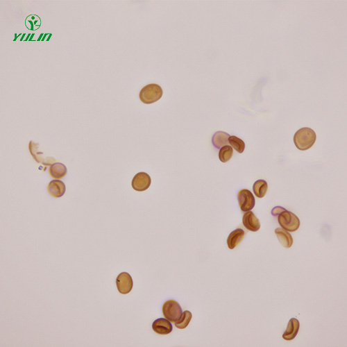 广东植物生物学菌类植物生物切片