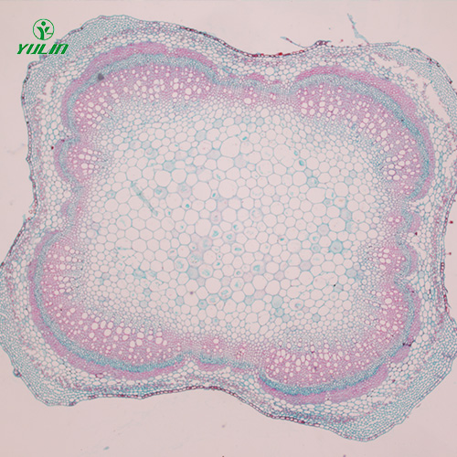广东植物茎木类横切生药横切